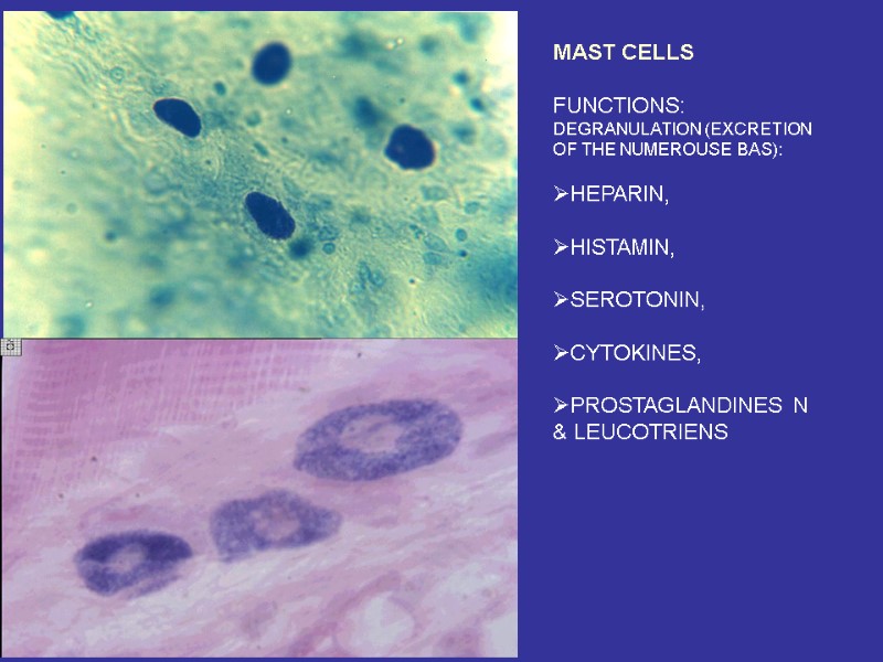 MAST CELLS  FUNCTIONS: DEGRANULATION (EXCRETION OF THE NUMEROUSE BAS):  HEPARIN,  HISTAMIN,